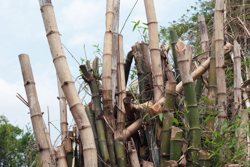 Bamboo Removal