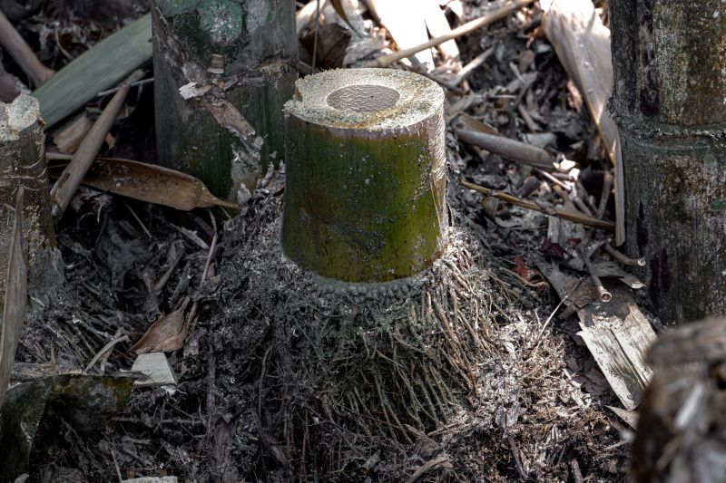 bamboo removal
