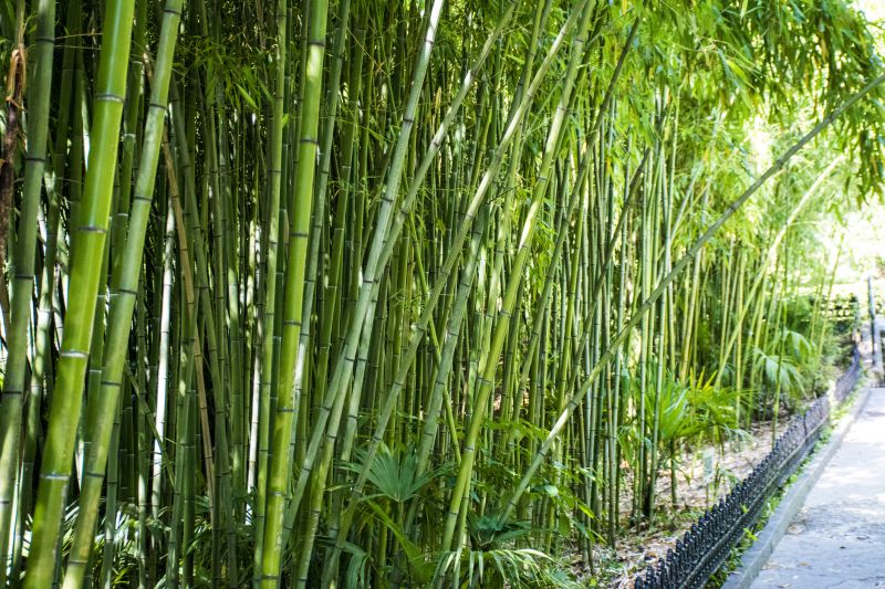 Cleared Bamboo Land