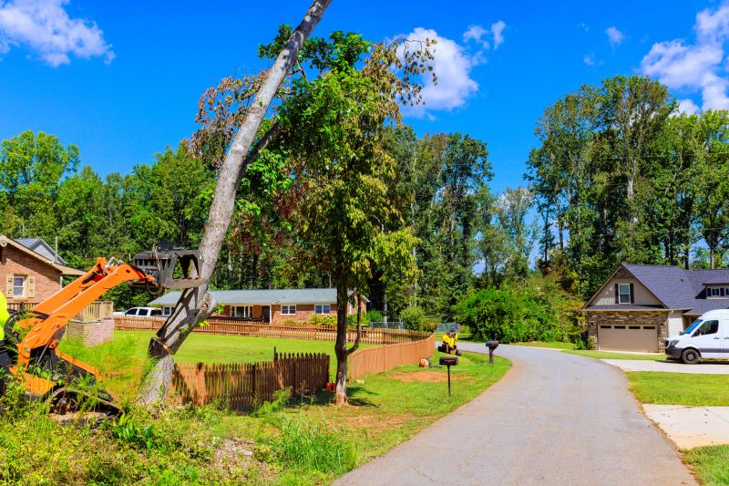 Bamboo Root Excavation