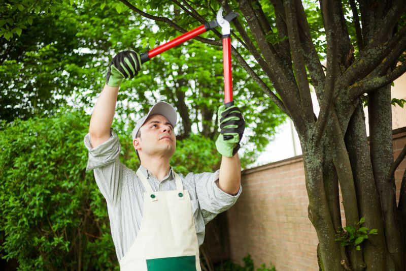 Dead Branch Removal in Doylestown, PA