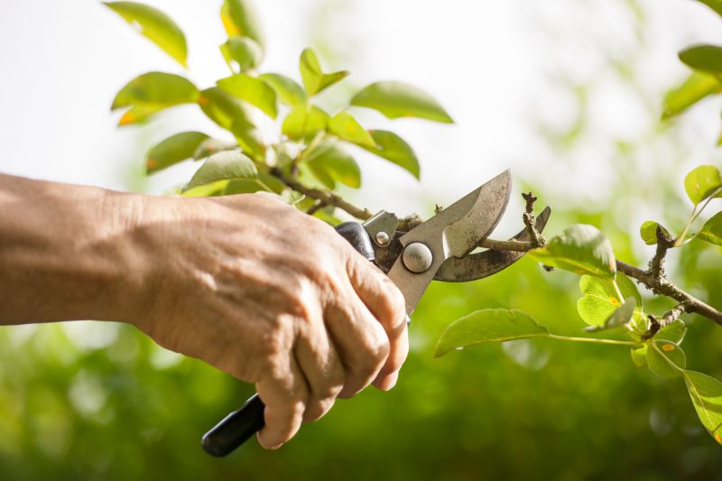 Shrub Pruning