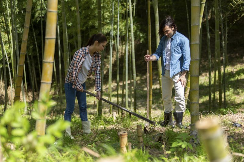 Customized Bamboo Removal Plans