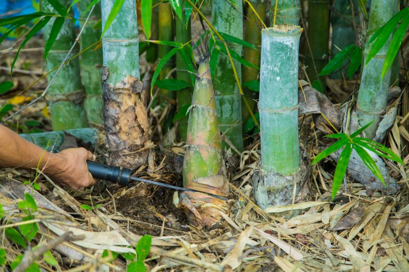 Local Bamboo Removal pros at work